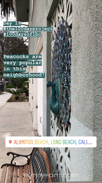 Image of colorful wrought iron peacock affixed to side of building above a wooden bench. Text in teal box reads Day 19 hashtag the 100 day project hashtag 100 days of lbc. Peacocks are very popular in this neighborhood! Text below reads Alamitos Beach, Long Beach, Cali... petite font dot com.