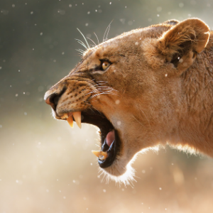 Lioness roaring